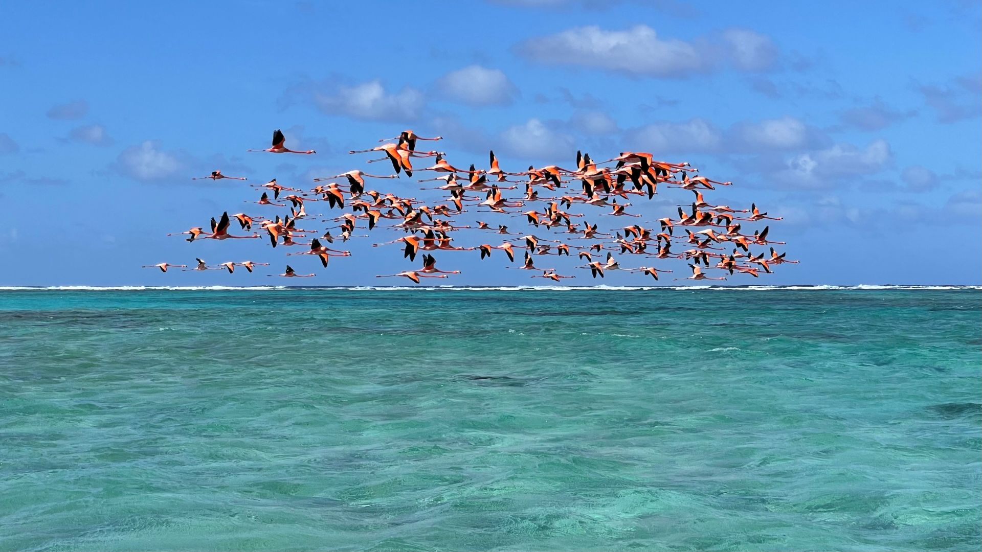 A Flock Of Seagulls Flying Around In The Ocean